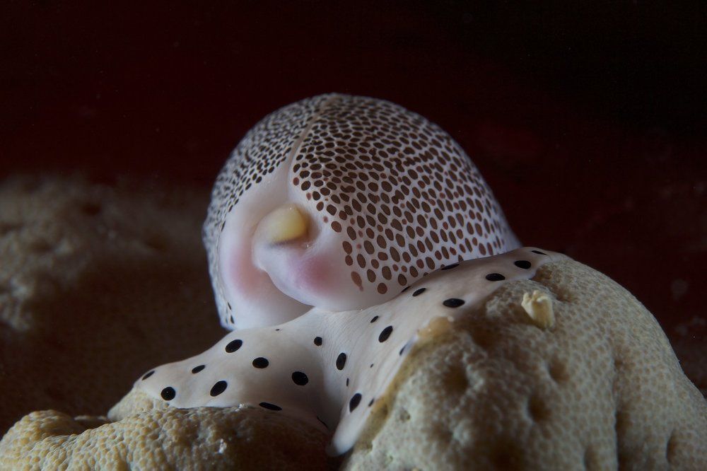 Во всей красе