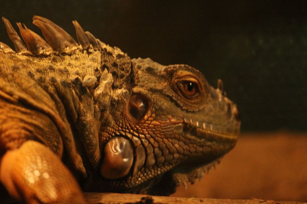 lizard
