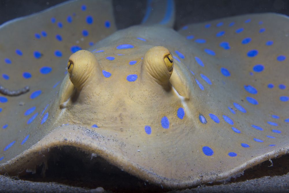 Лежу и наблюдаю