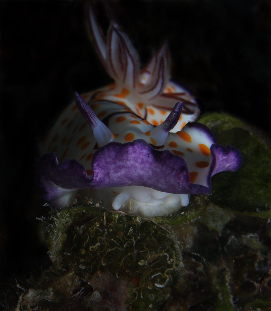 Фиолетовый в крапинку