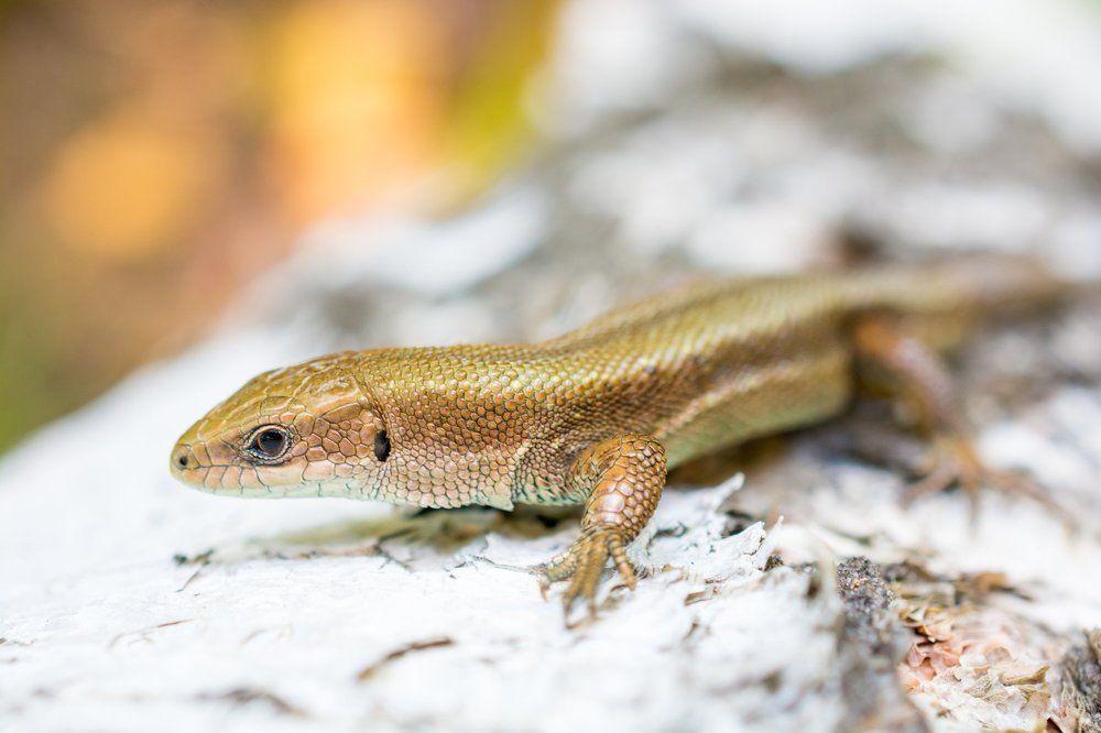 Золотая ящерица