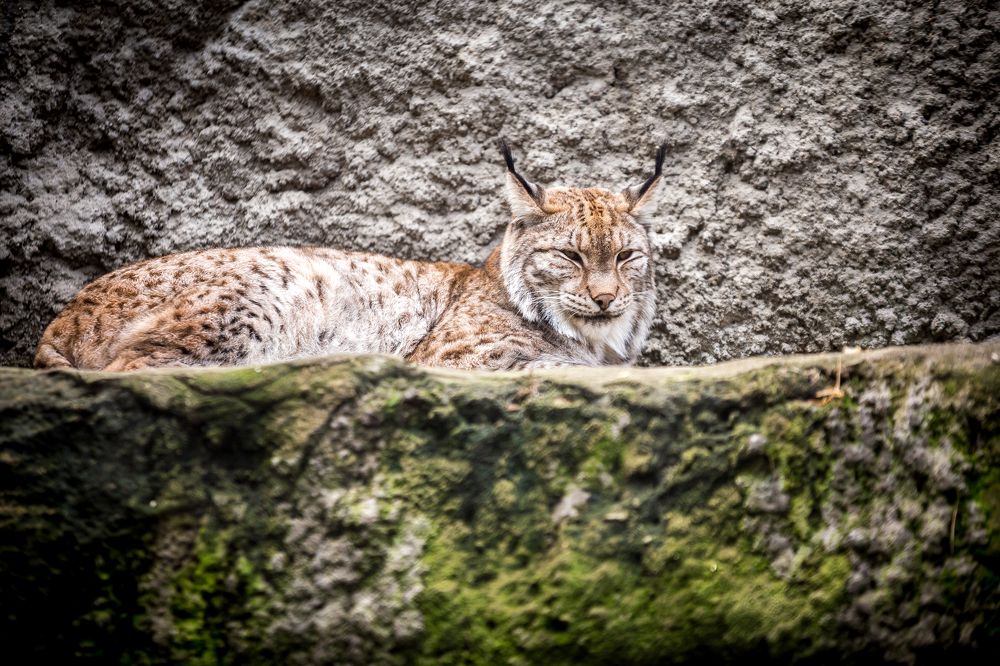 Рысь на привале