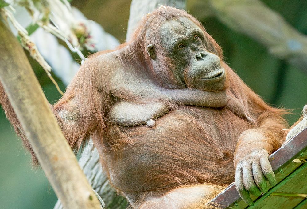 Суматранский орангутанг