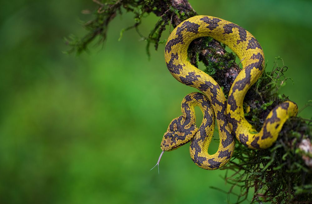 Yellow Pit Viper