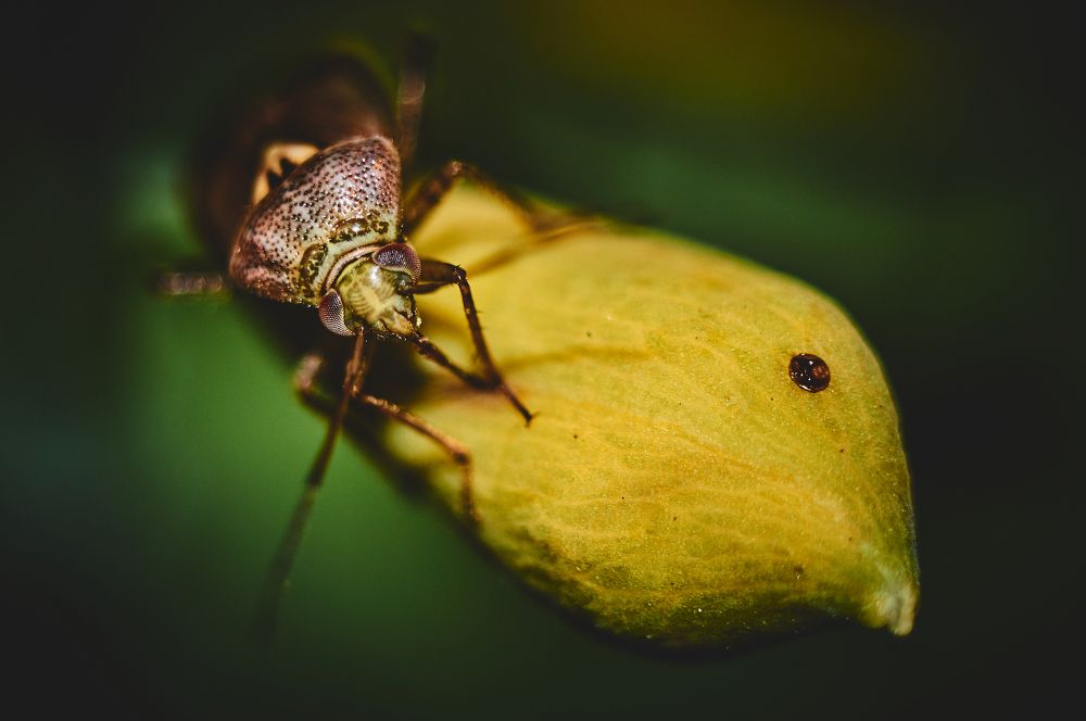 insect