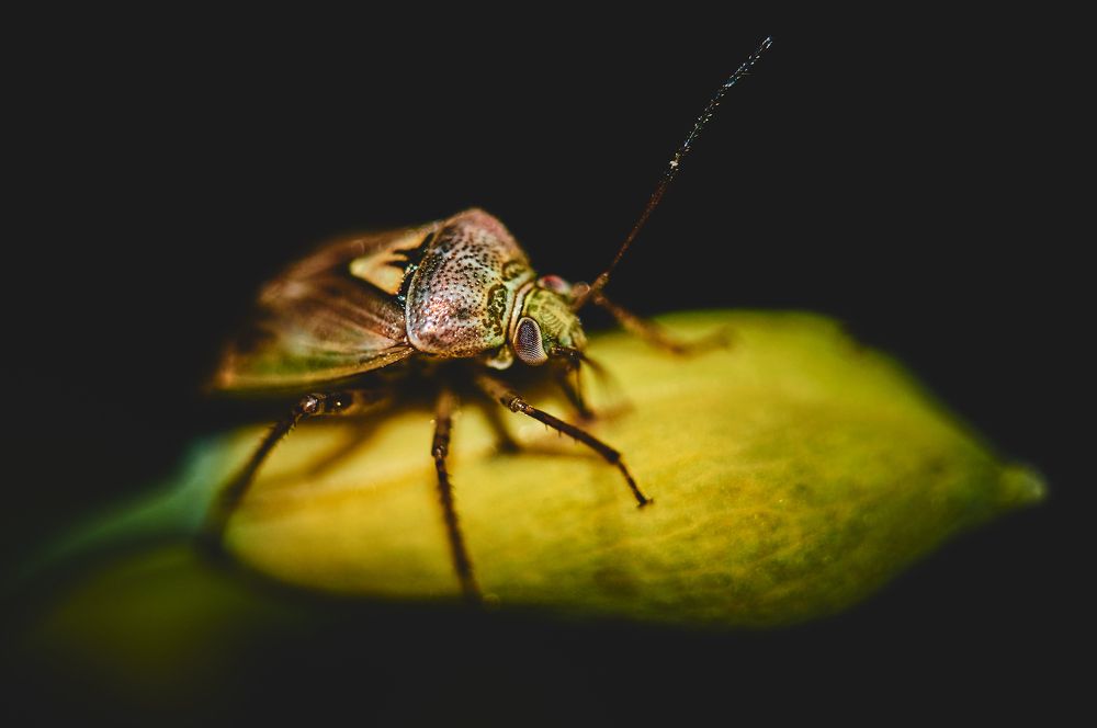 insect