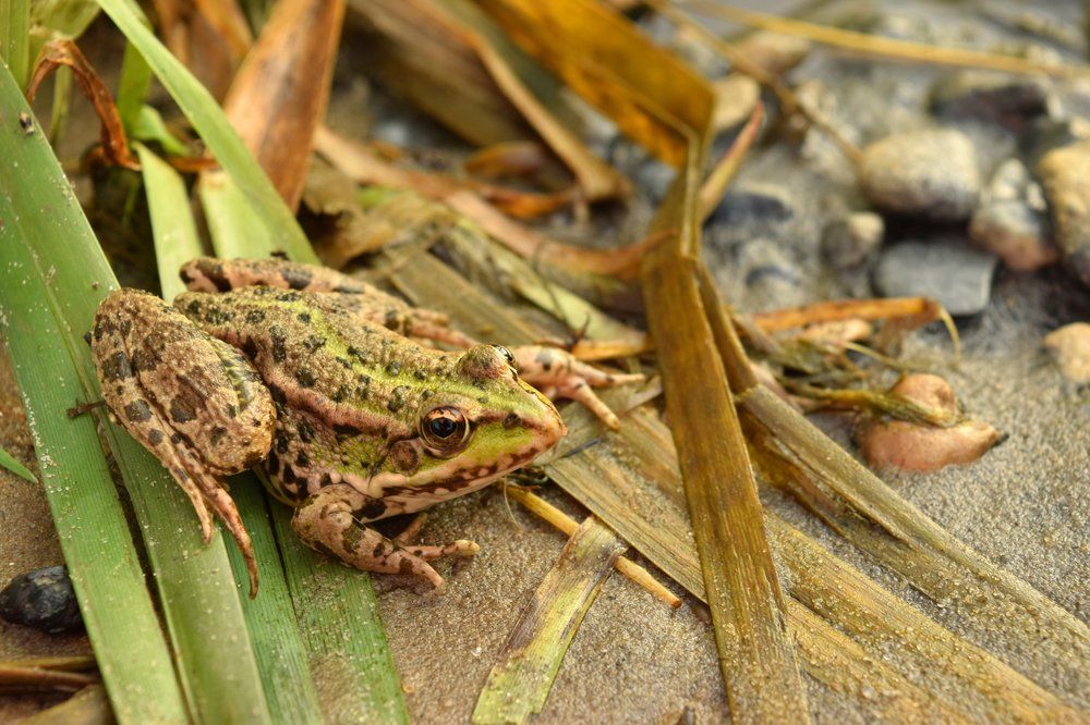 Царевна-Лягушка