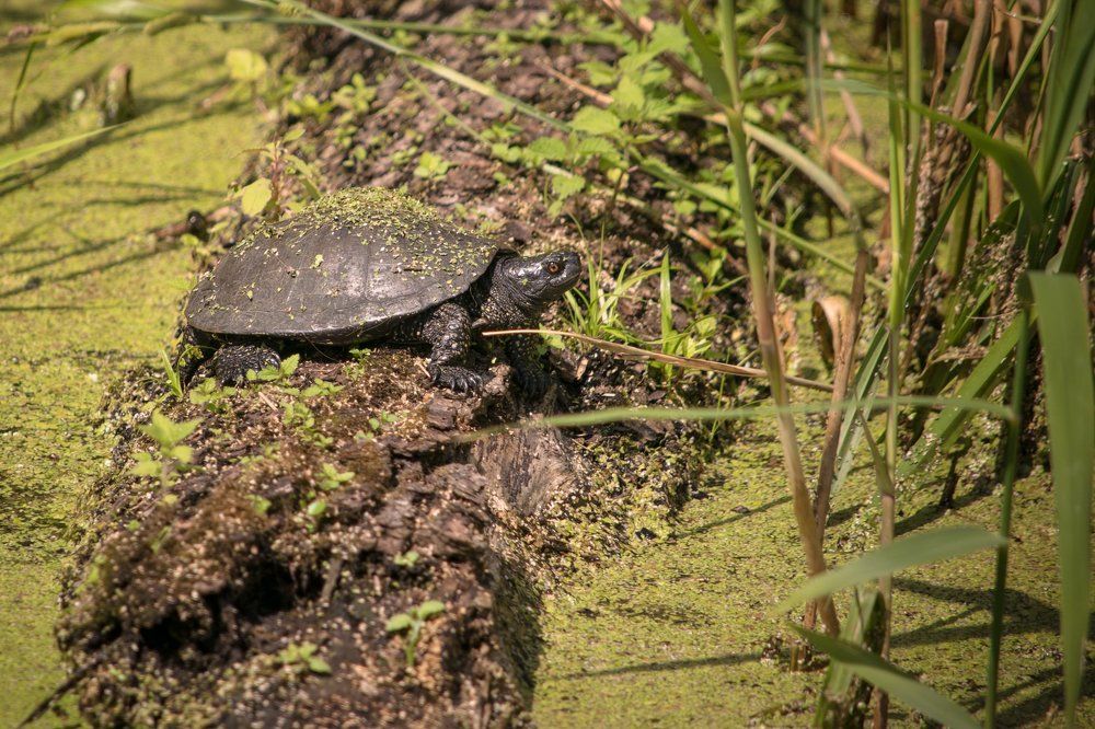 Черепаха-Тортила