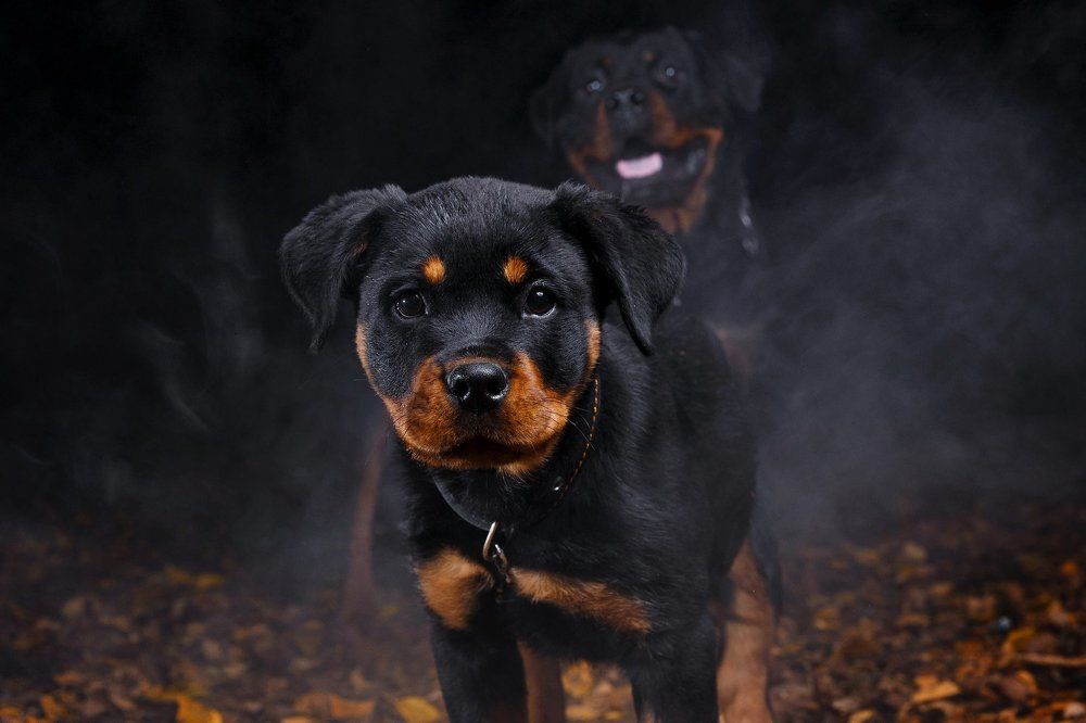 Банда ротвейлеров