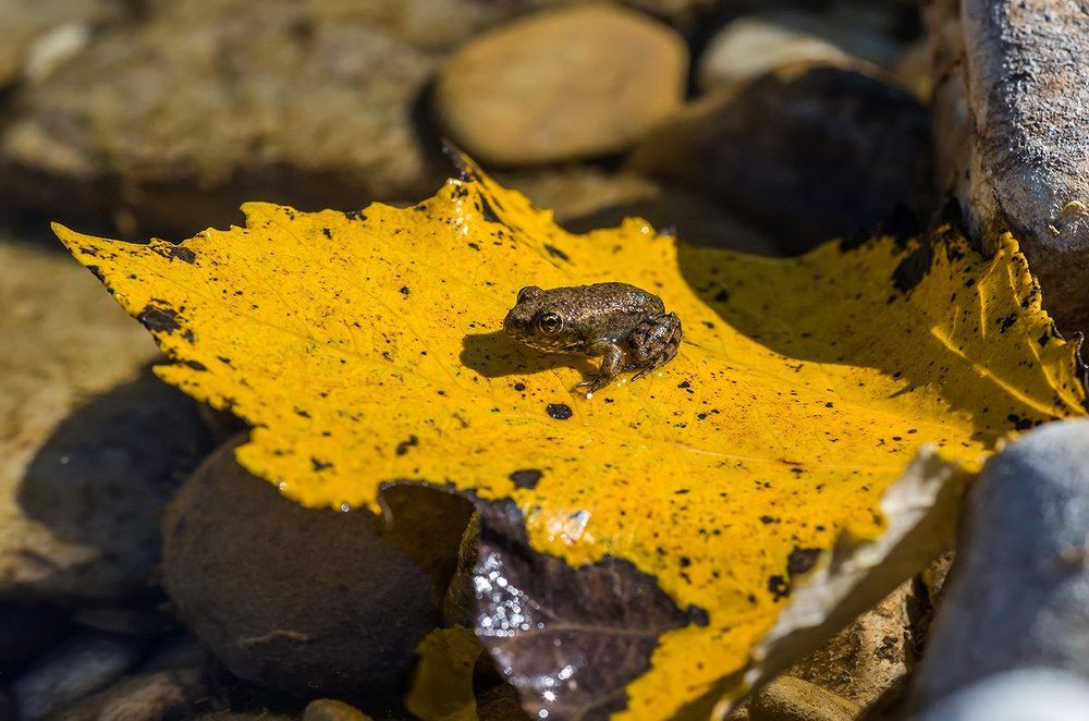 Уж близится осень ...