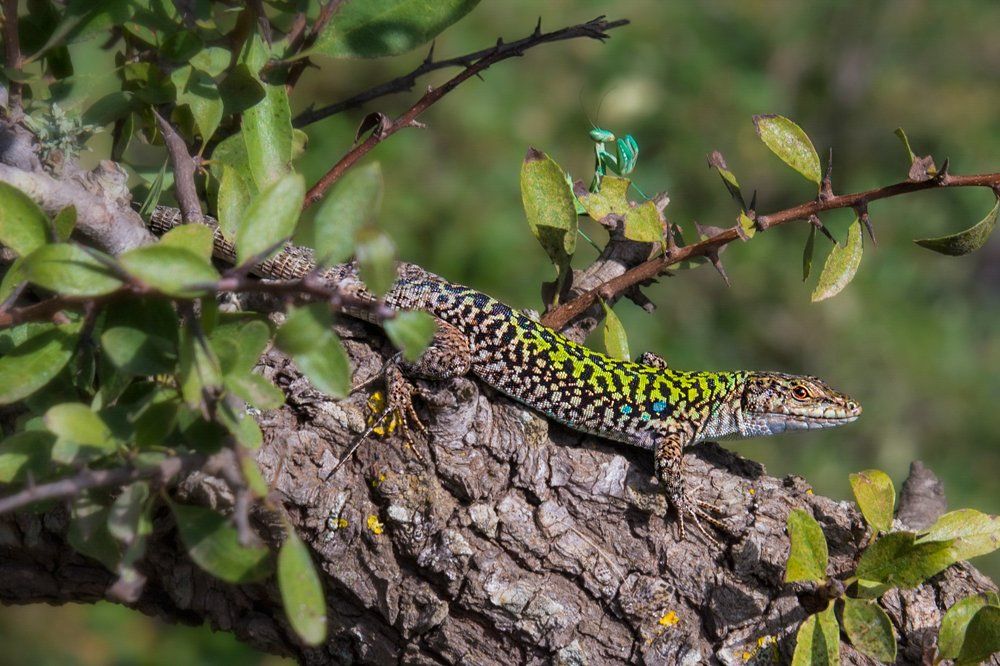С потенциальным обедом