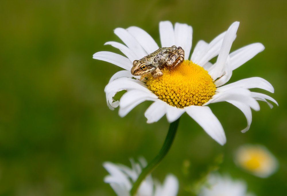Кто гадает на ромашке