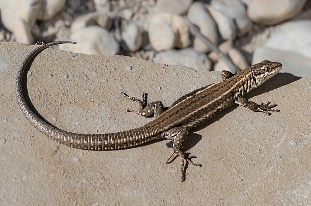 Безбилетный пассажир