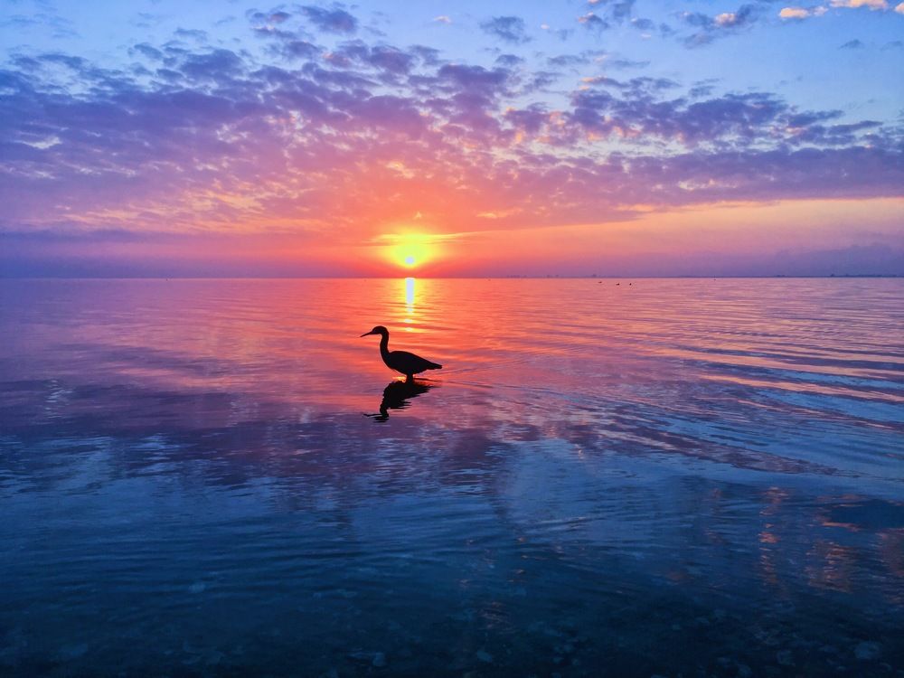 Ducky Sunrise