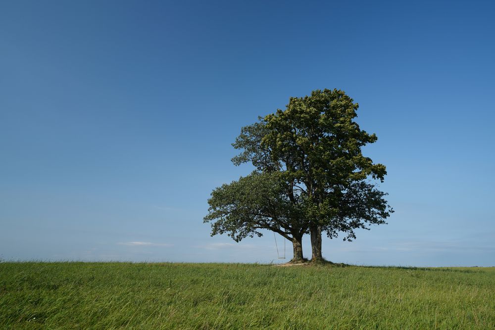 Одинокое дерево