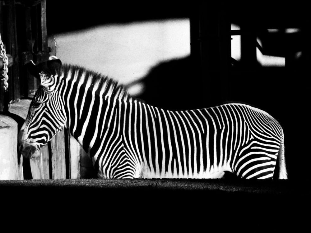 Zebra