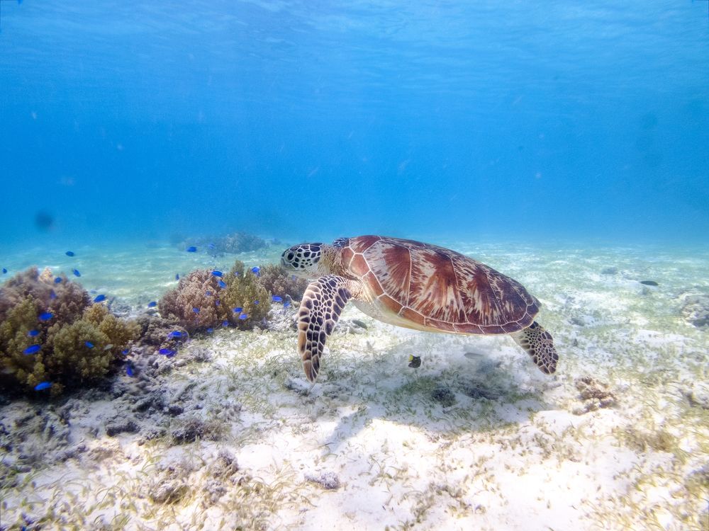 Balicasag's Sea Turtle