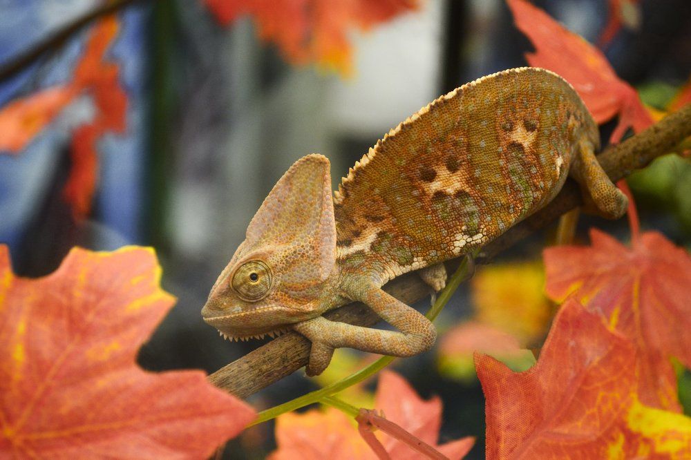 Мастер маскировки