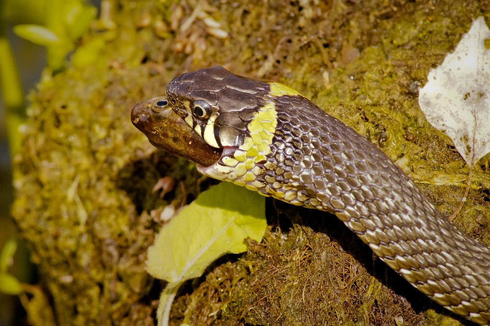 Не ешь меняя...