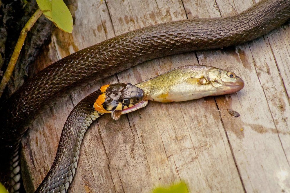 Уж обедает рыбкой
