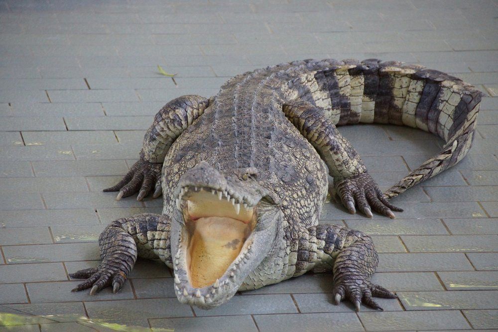 Крокодилы-земноводные рептилии