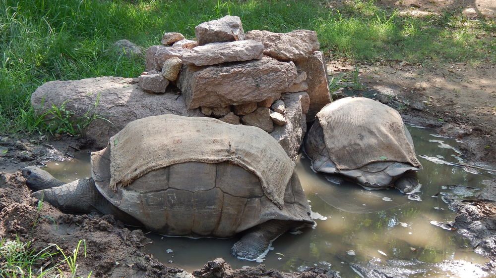 tortoises