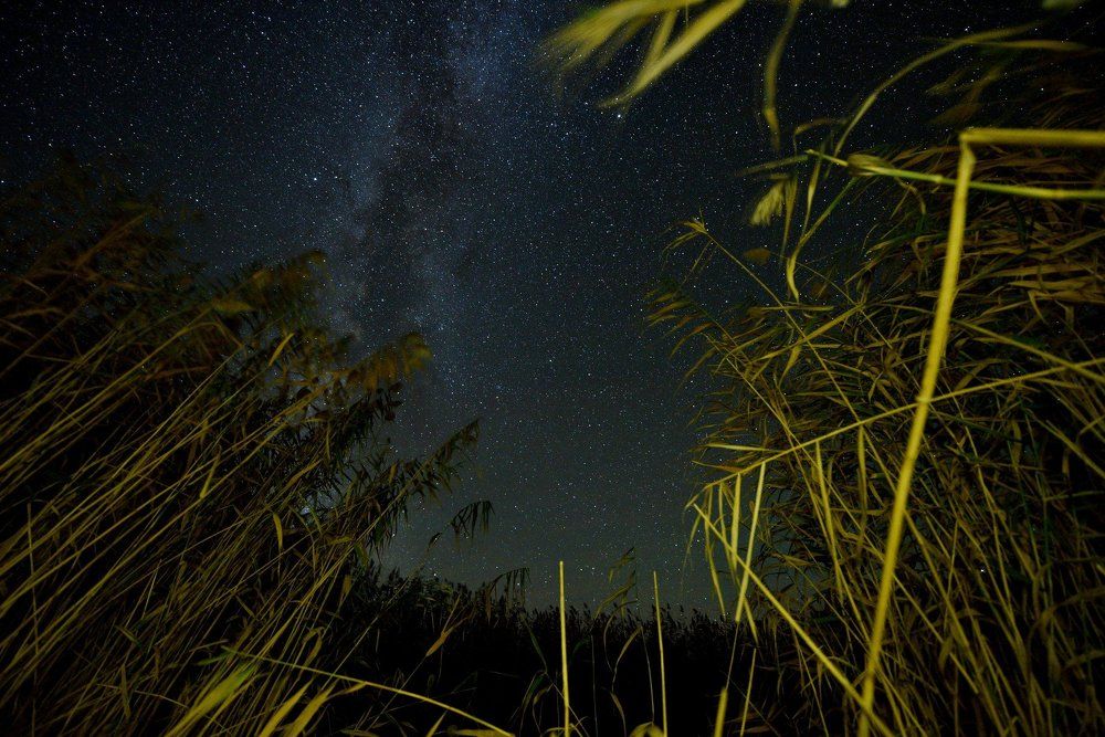 Сквозь камыш