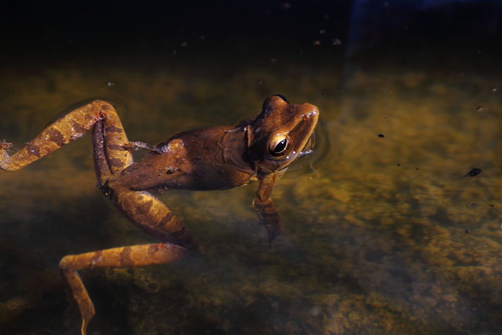 Polypedates leucomystax