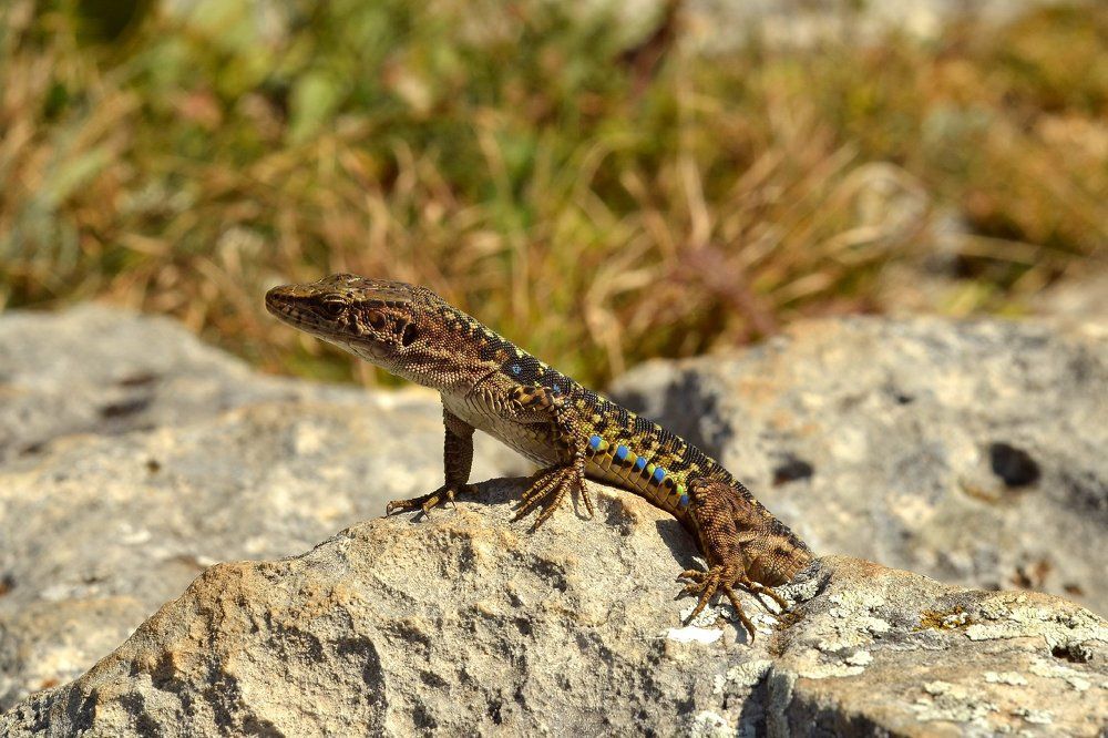 Из глубины веков