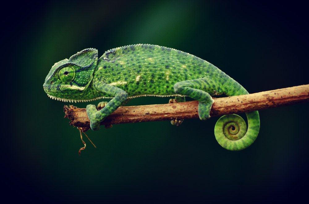 Indian Chameleon.