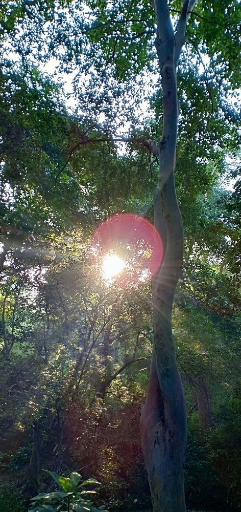 Sunshine