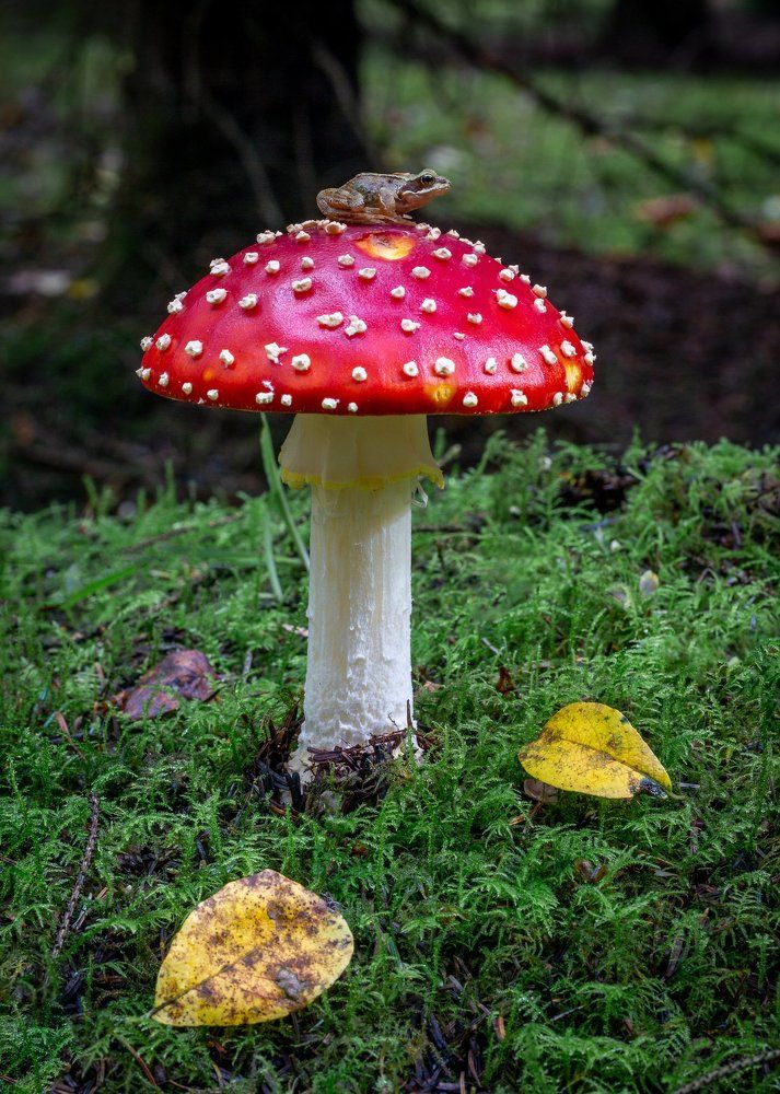 Photograph by Anatoly Chomko