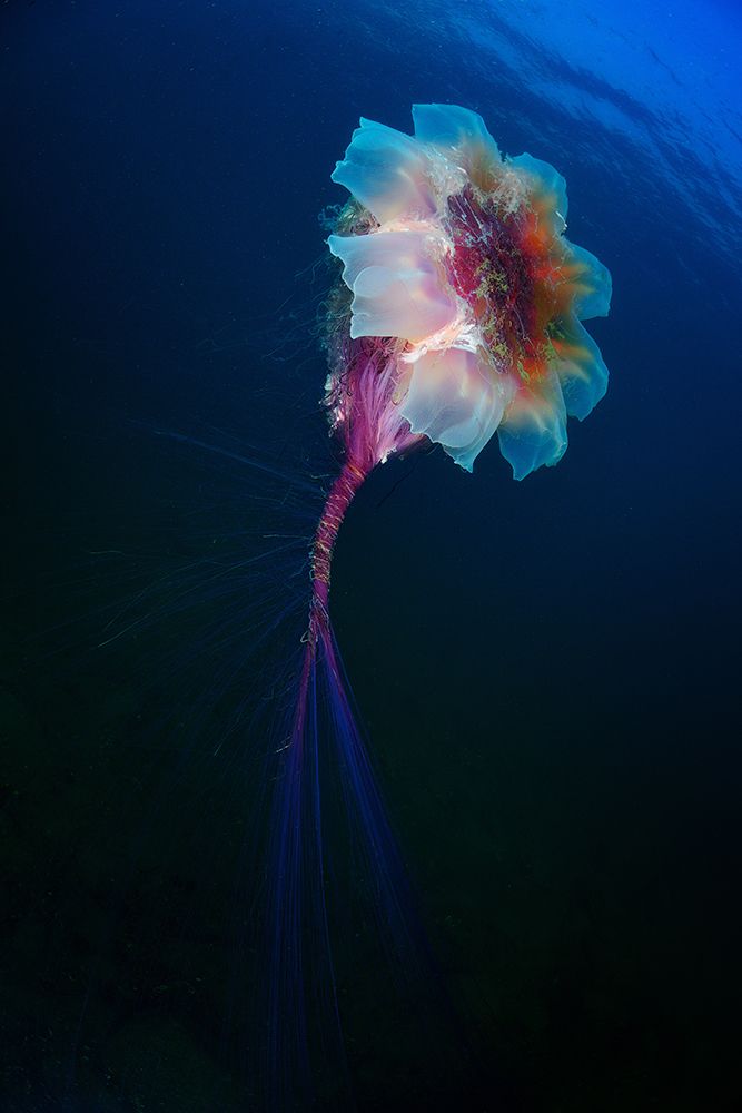 Японское море. Бухта Рудная. Медуза Цианея волосистая.
