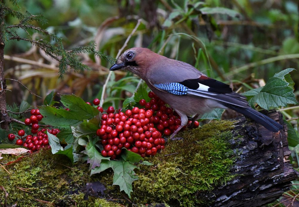 Портрет сойки