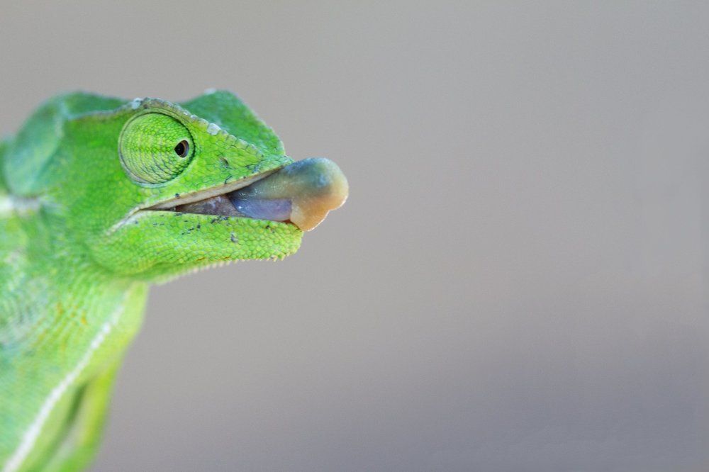 chameleon with tongue out