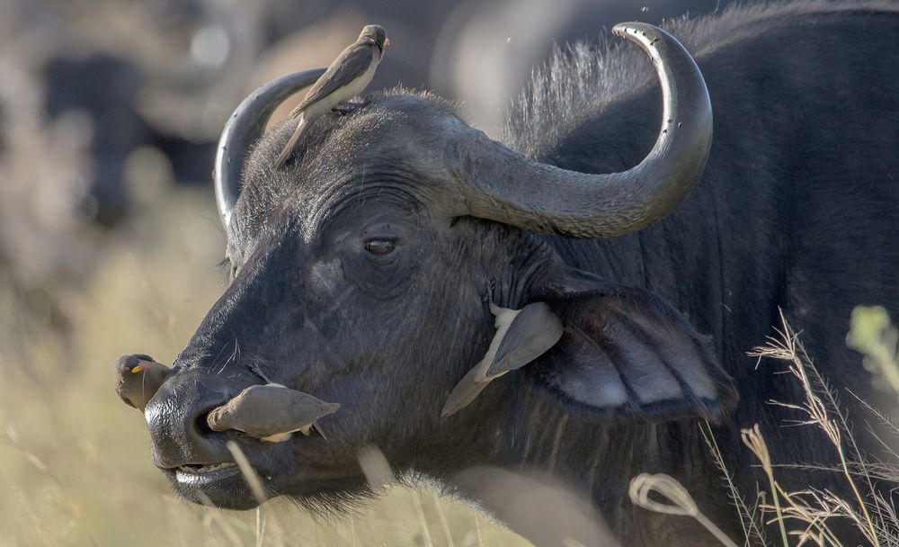 "Санитарная проверка