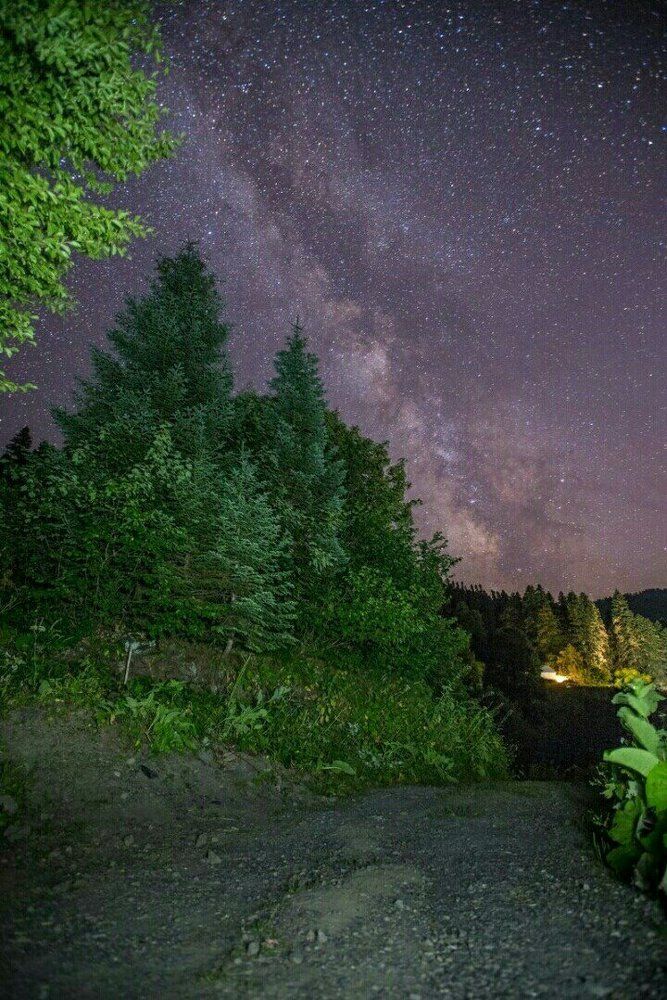 Ночь под деревьями