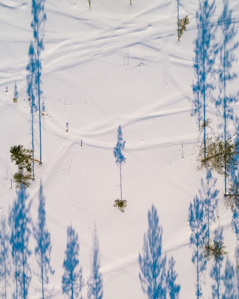 Карельский лес