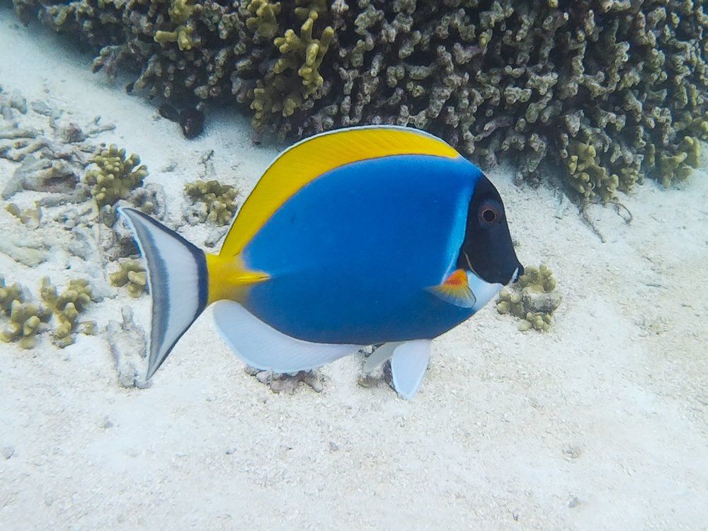 Белогрудый хирург