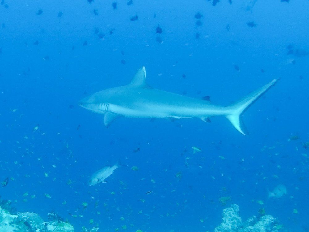 Дайвинг к акулам