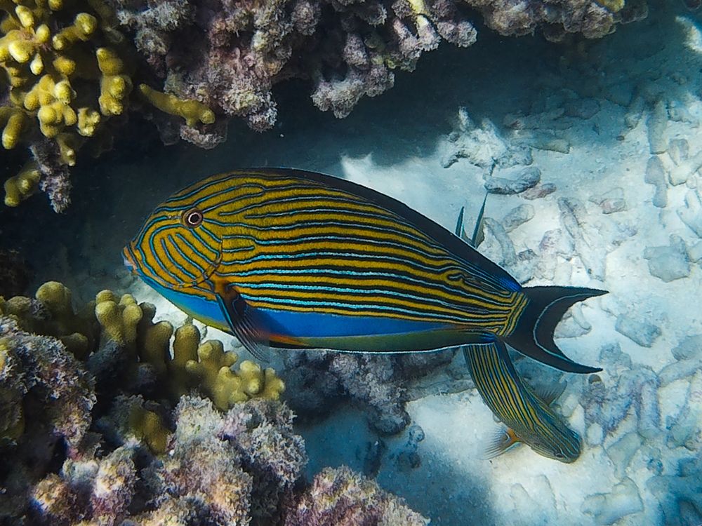 Полосатый хирург