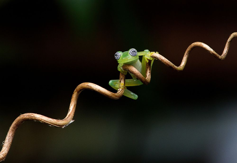 Glass frog. Costa Rica March 2018