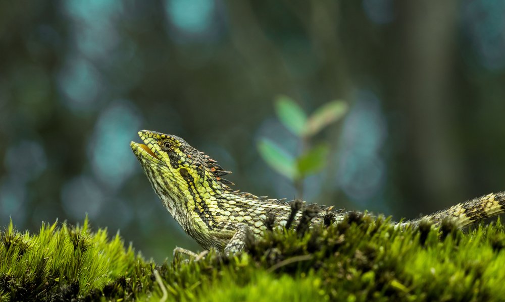 From the Age of Extinction . .