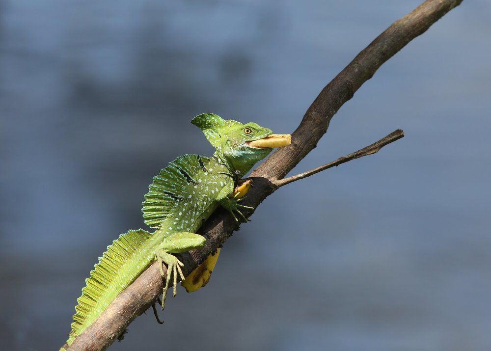 Большому куску и рот радуется. Бока Тапада. Коста Рика. март 2018