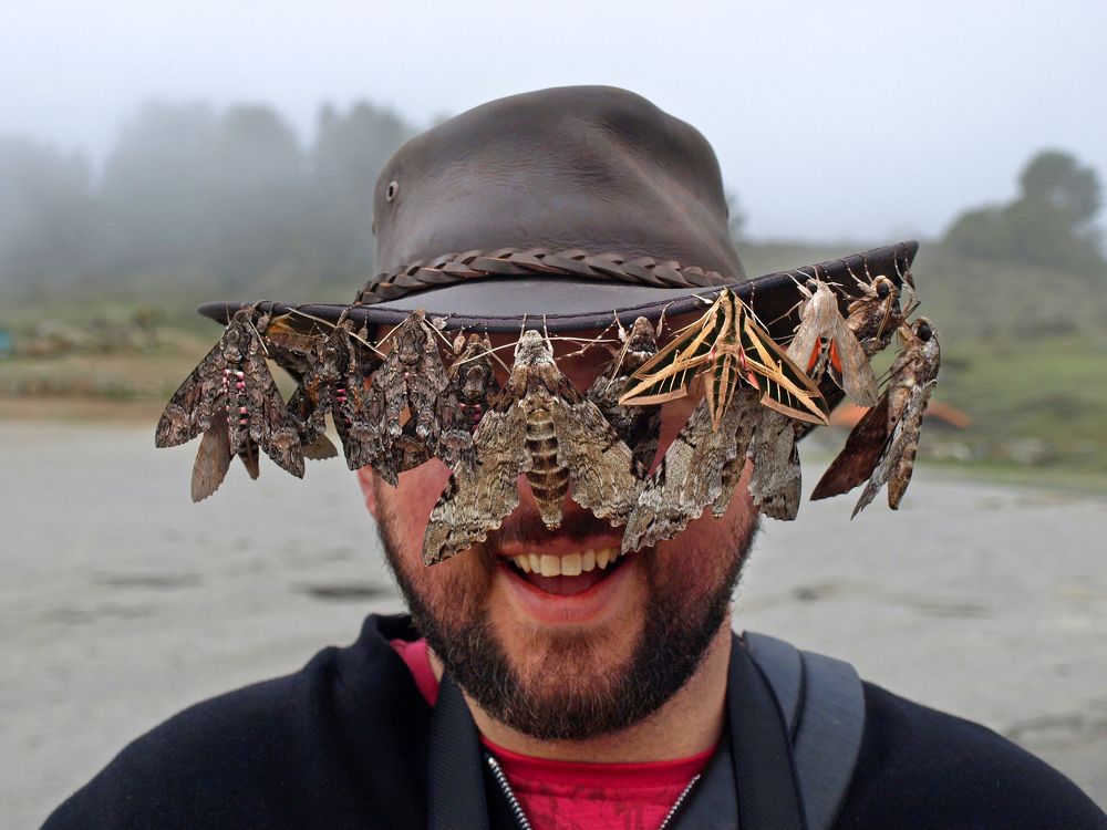 Hawk Moths Festival