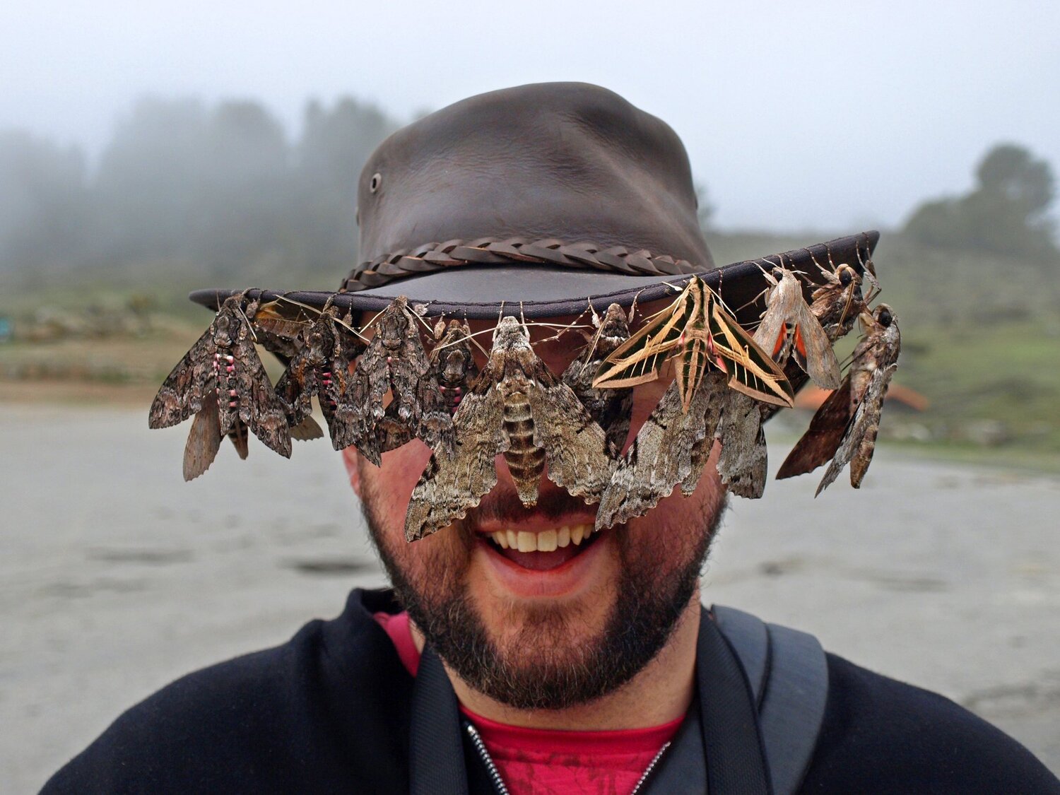 Hawk Moths Festival