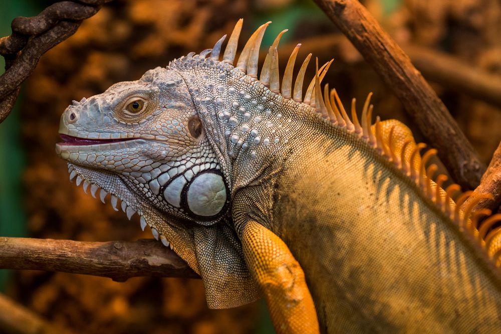 Игуана