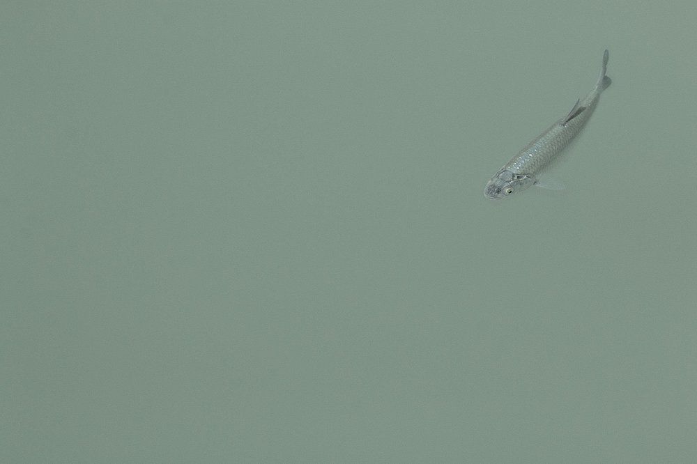 Photograph by Olena Leliuk