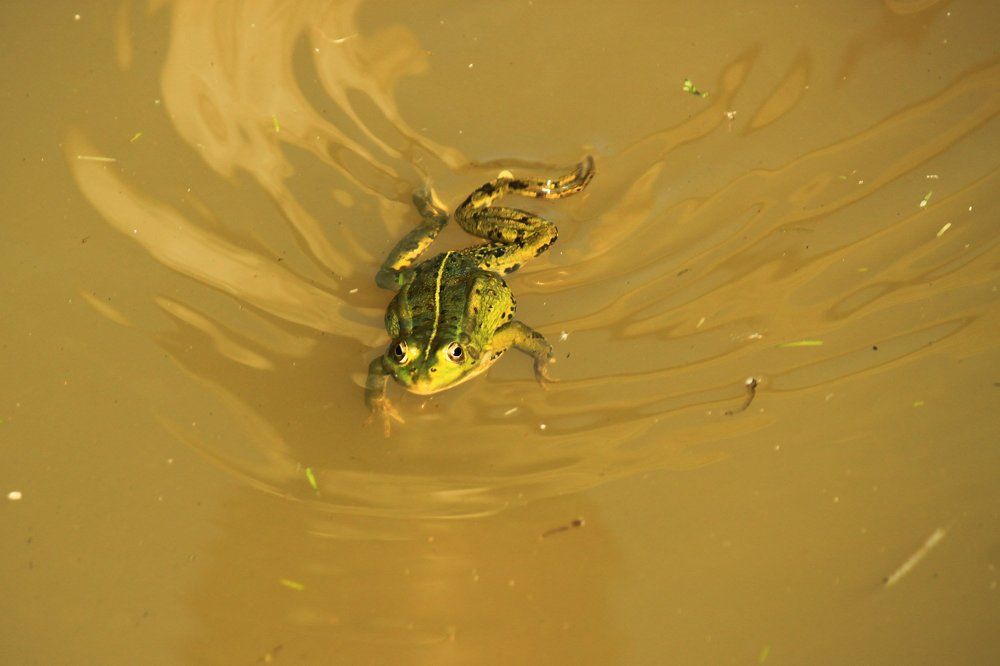 Прудовая лягушка (лат. Pelophylax lessonae)
