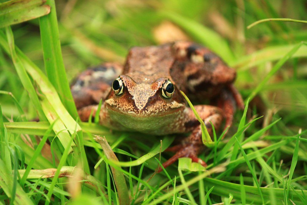 Травяная лягушка